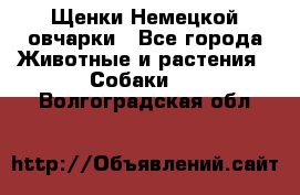 Щенки Немецкой овчарки - Все города Животные и растения » Собаки   . Волгоградская обл.